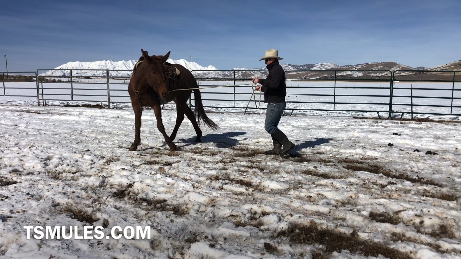 Everyday Mulemanship Challenge Week #5 “Circles & Hinds”