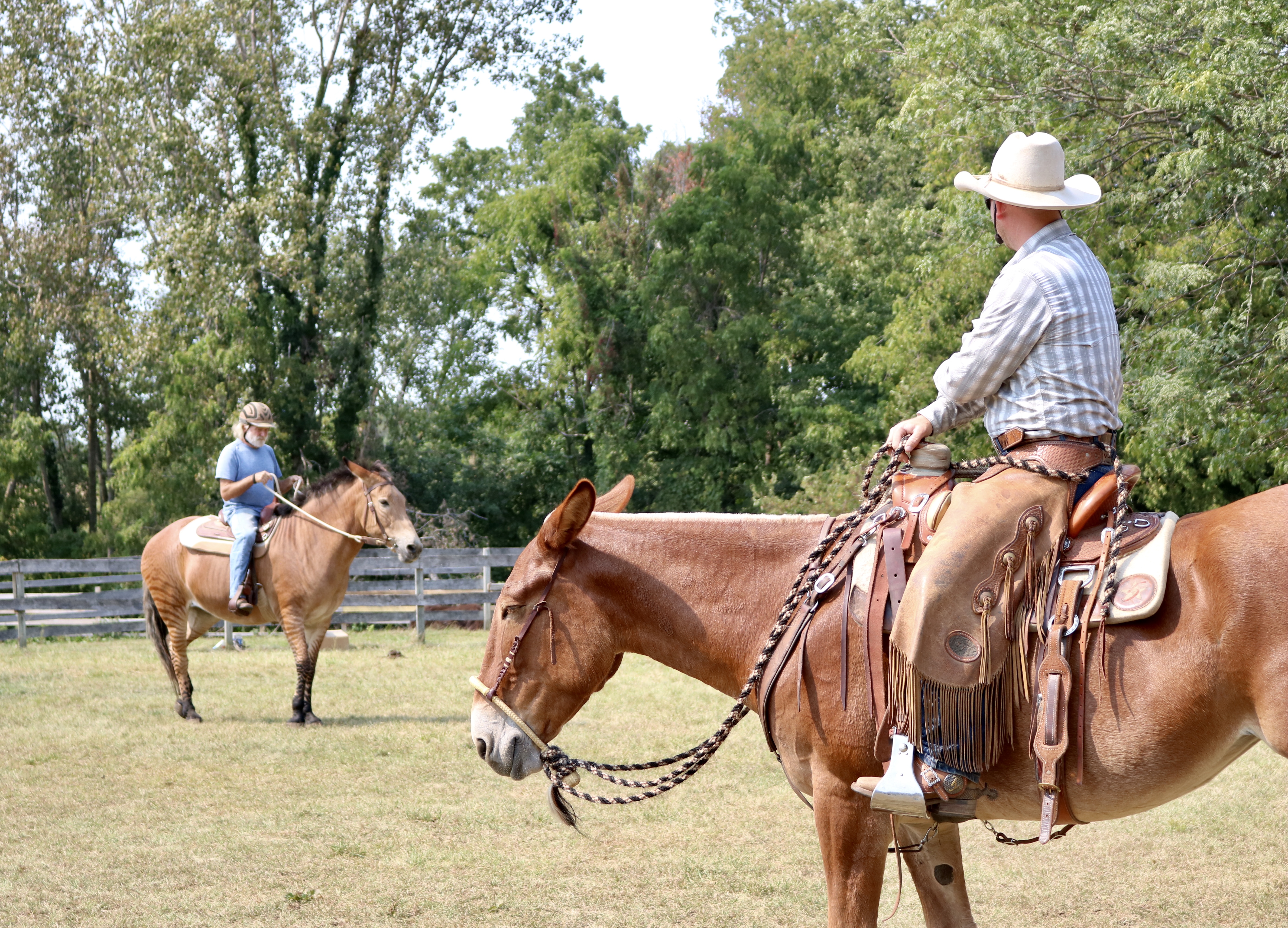 Mulemanship 1 Clips From Clinics