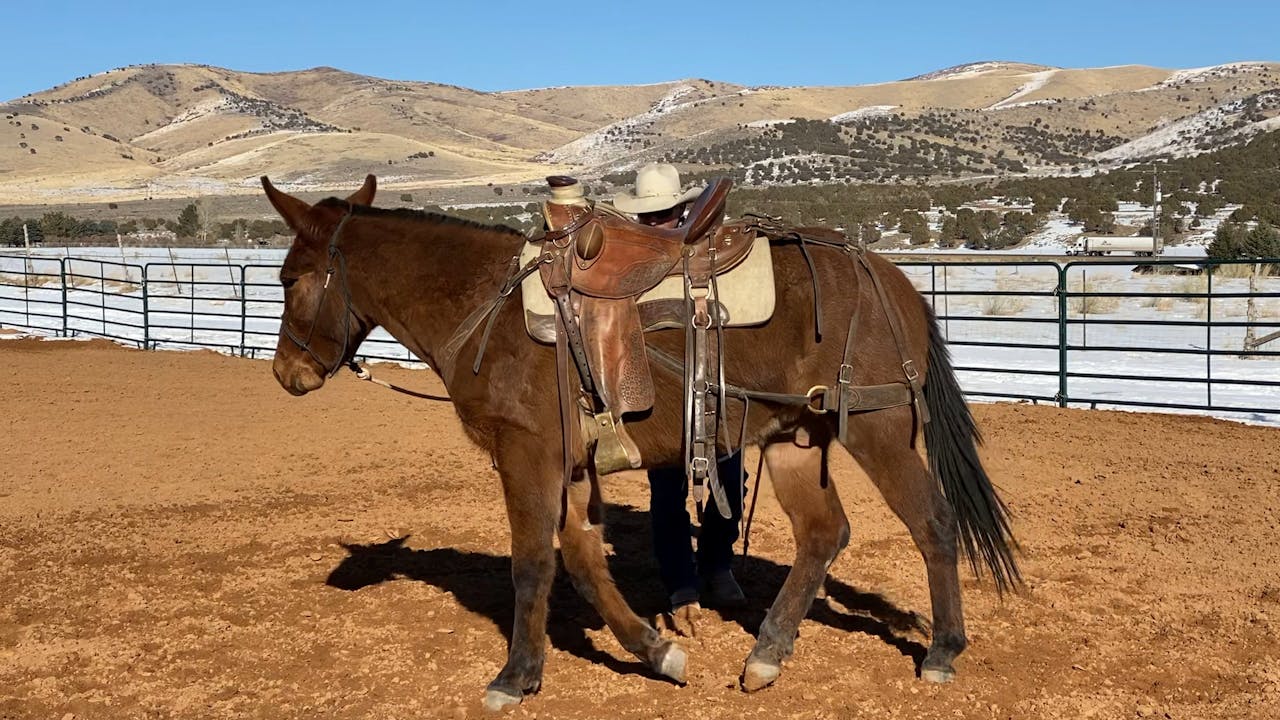 Week 6 Fence Work Part 1 Ty Evans Mulemanship