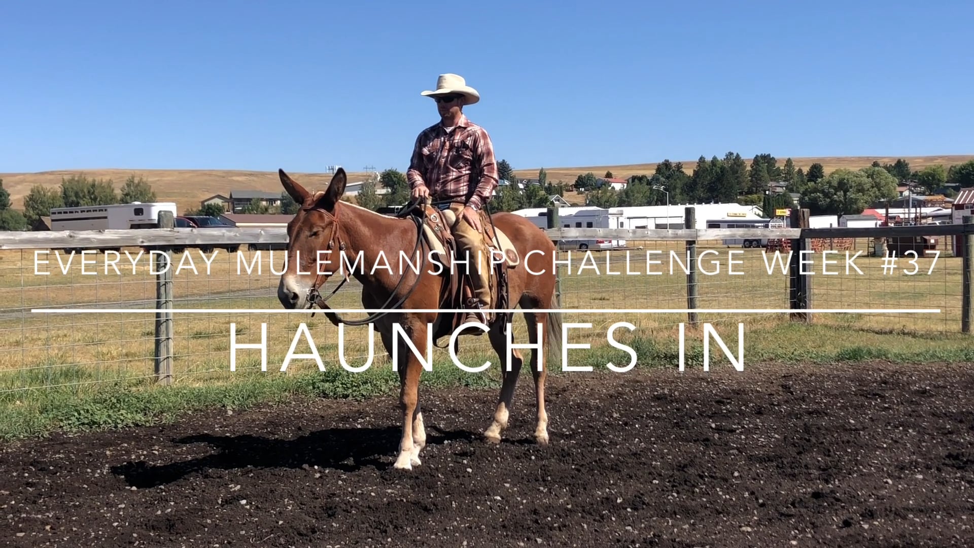Everyday Mulemanship Challenge Week #37 “Haunches-In”