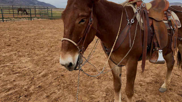 Introducing The Two-Rein For The Firs...