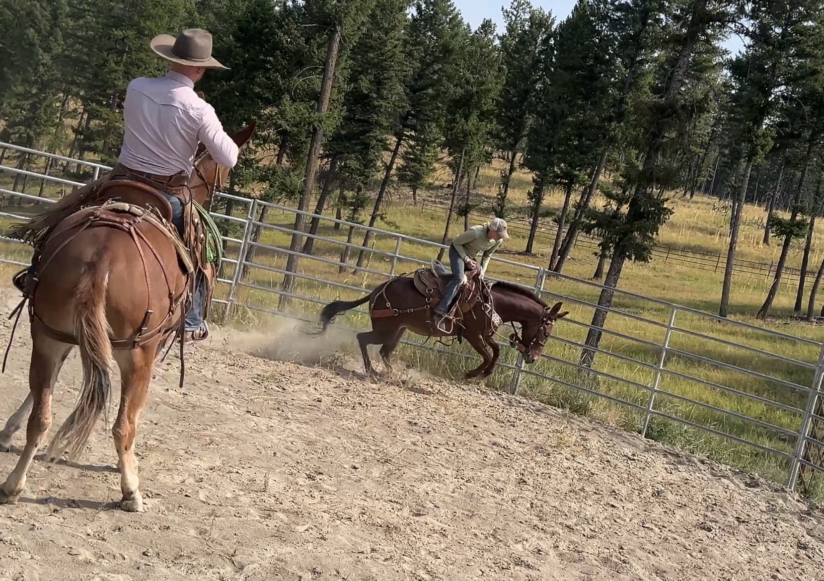 Flighty mule gets used to slap sounds in the saddle