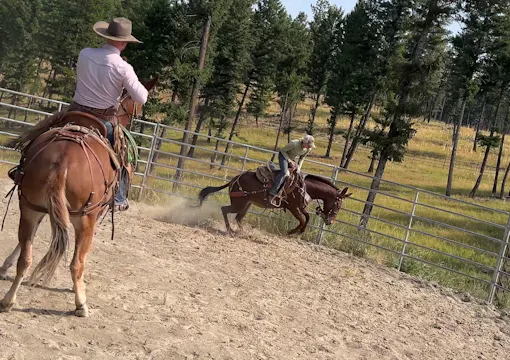 Flighty mule gets used to slap sounds...