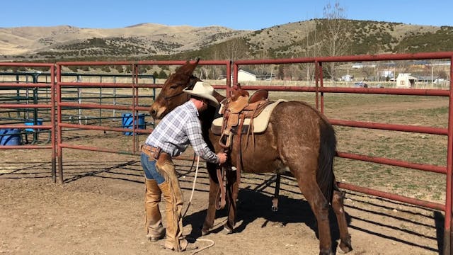 BONUS! Dally’s First Saddling as a La...