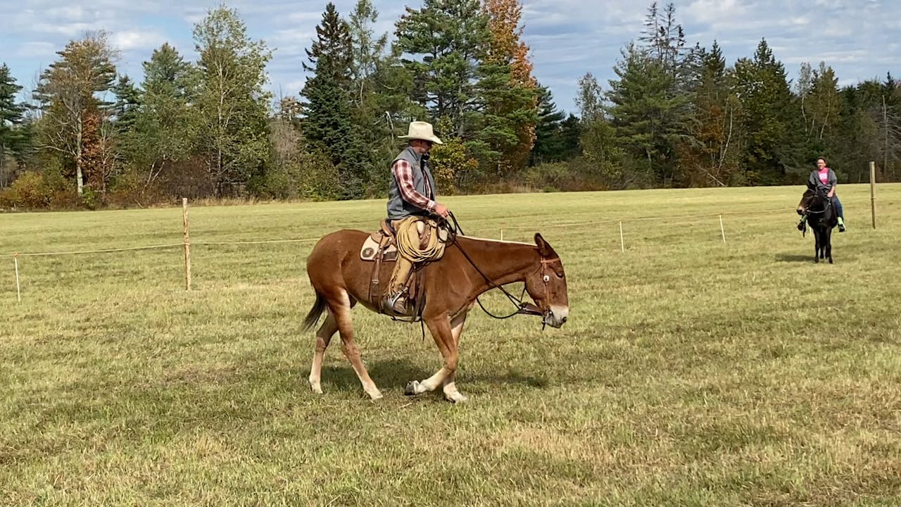 SeatLegRein Mulemanship 1 Clips From Clinics Ty Evans Mulemanship