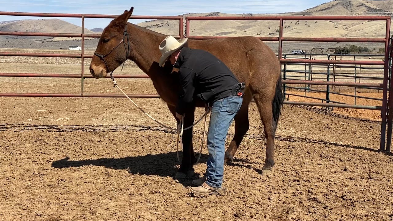 Week 11 Introducing Hobbles Ty Evans Mulemanship