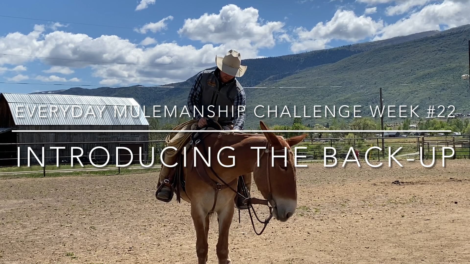 Everyday Mulemanship Challenge Week #22 “Introducing the back-up”
