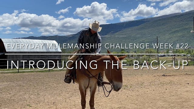 Everyday Mulemanship Challenge Week #...