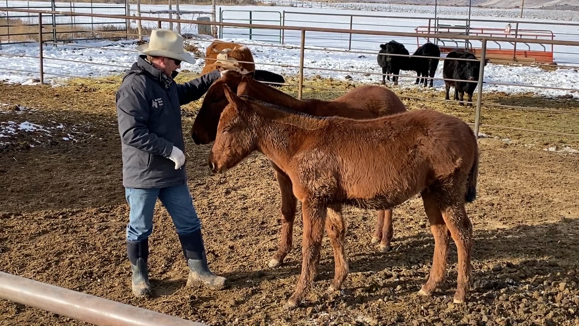 Tips on Working With Weanlings 
