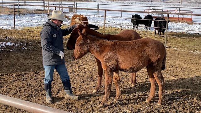 Tips on Working With Weanlings 