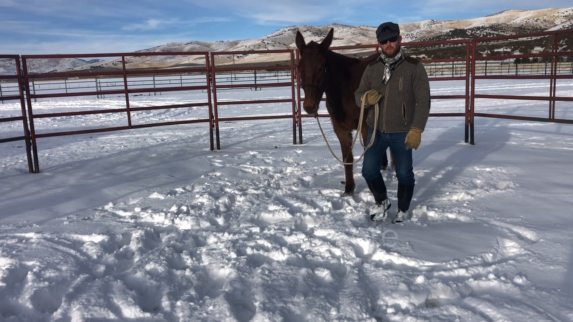 Everyday Mulemanship Challenge Week #3 “Lateral Flexion from the Ground”