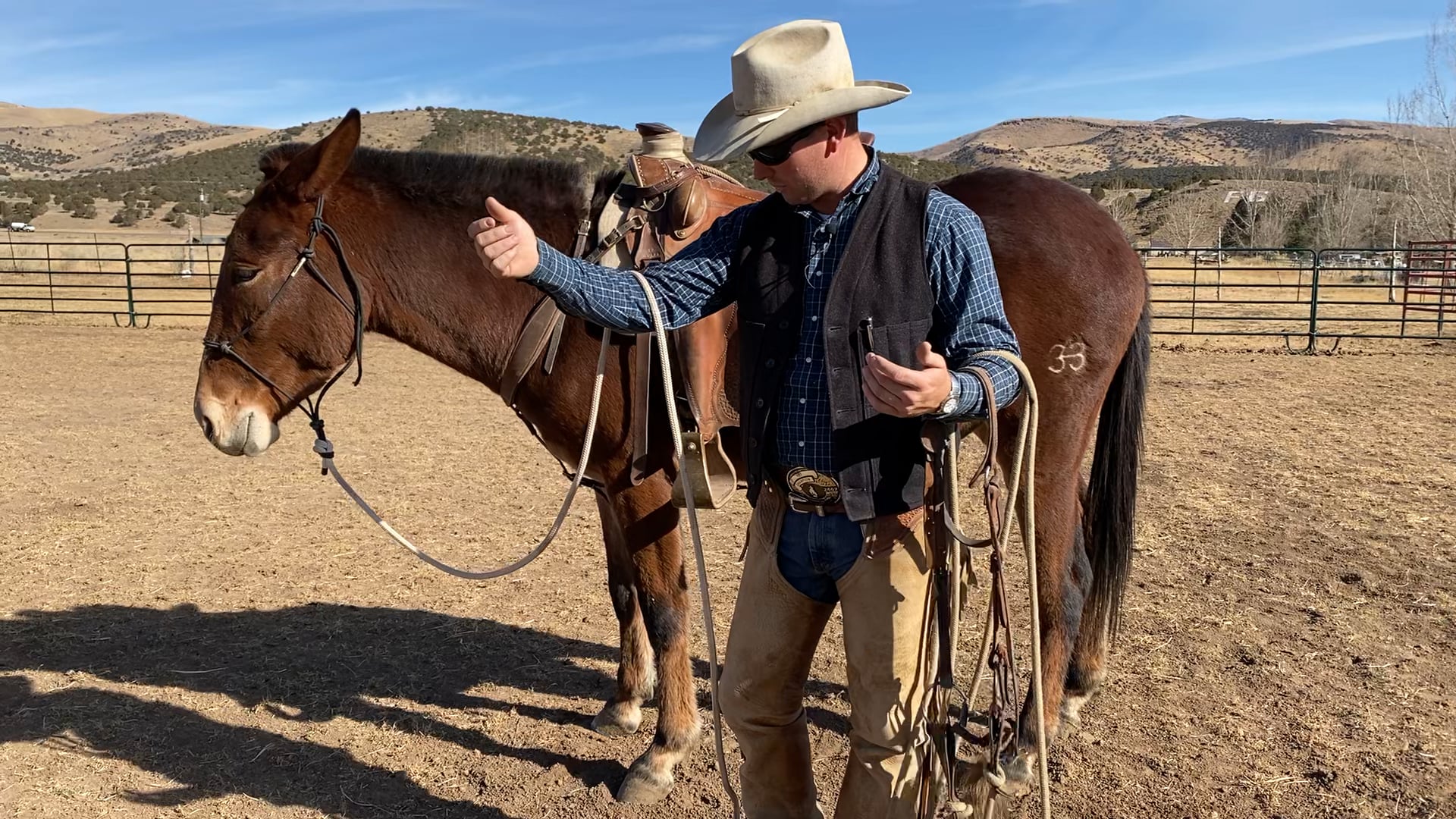 Bridling Tips with Mule “Salsa”