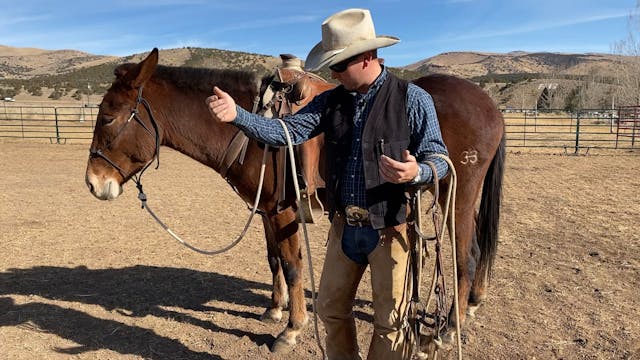 Bridling Tips with Mule “Salsa”
