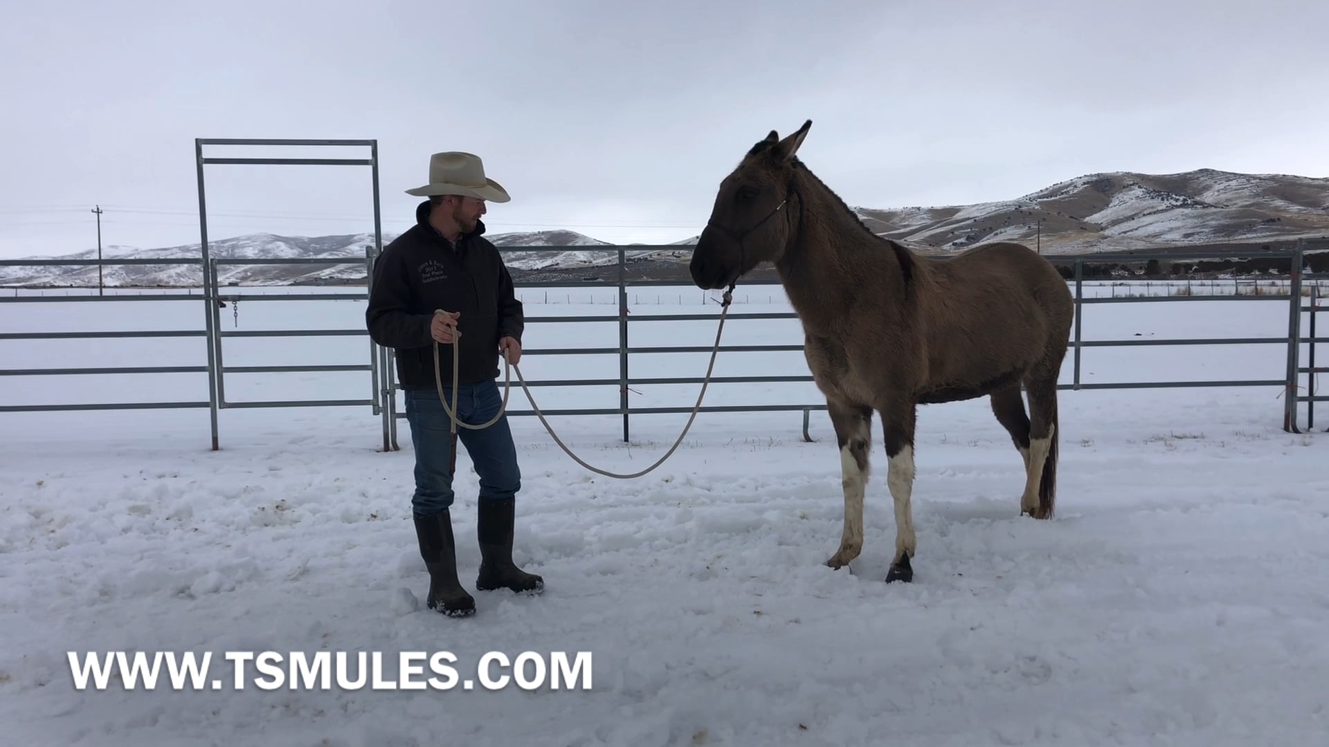 Everyday Mulemanship Challenge Week #4 “Clearing the Front”