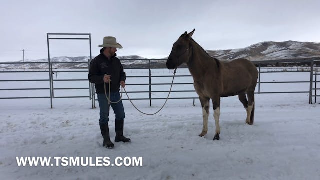 Everyday Mulemanship Challenge Week #...