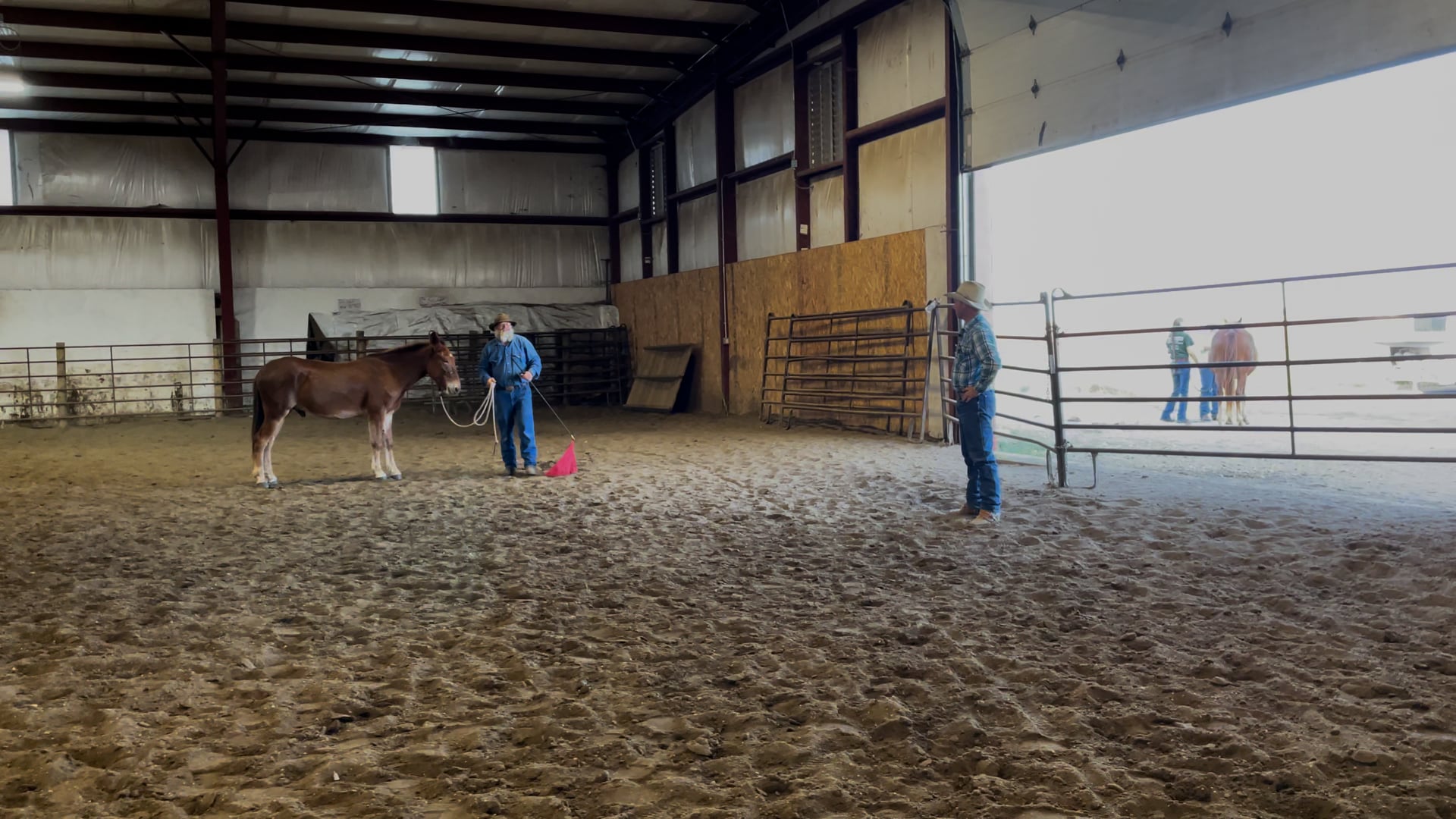 How to help a mule that is scared of a saddle pad 