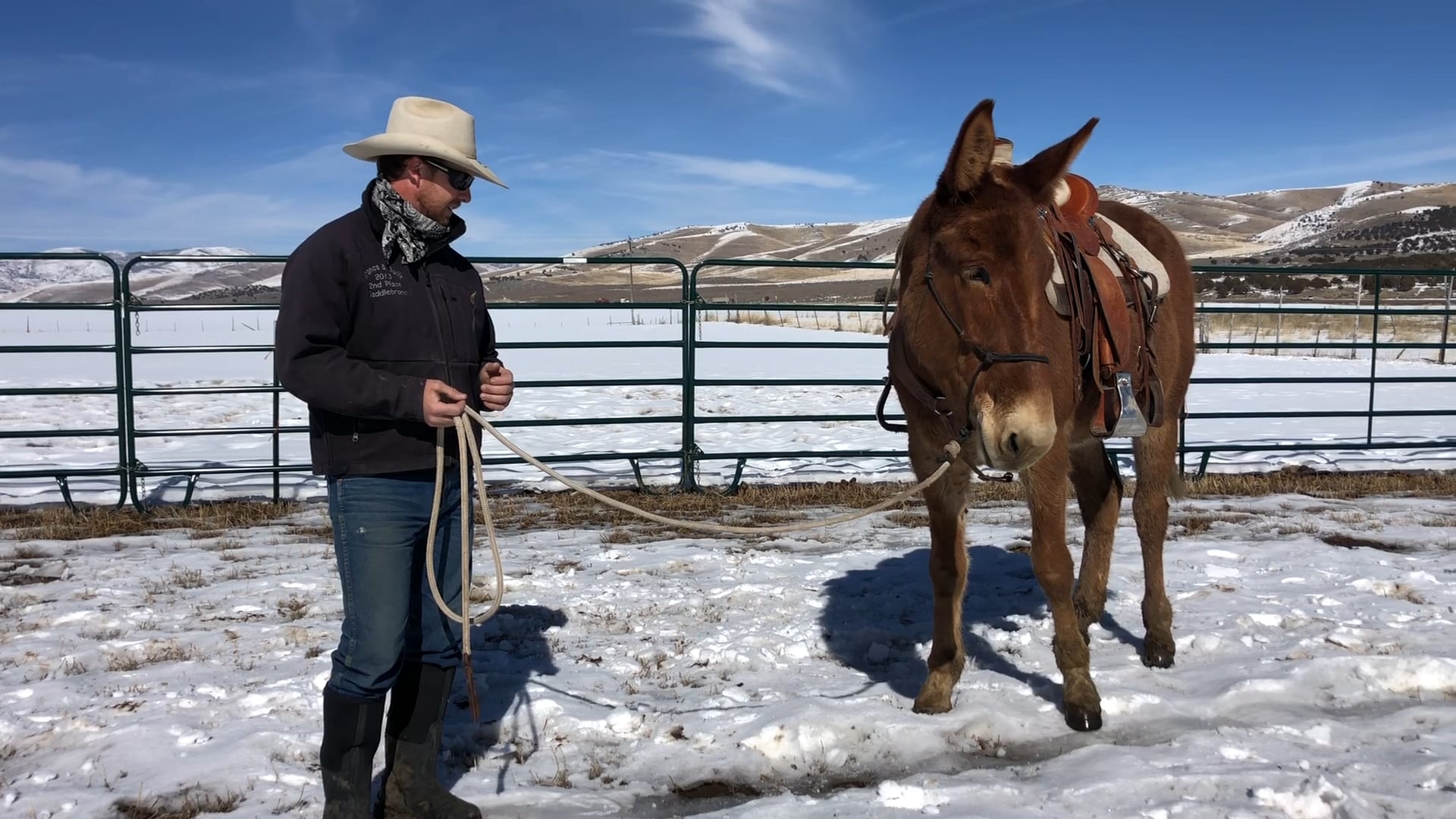 Everyday Mulemanship Challenge Week #8 “Backing & Turning on the Haunches”