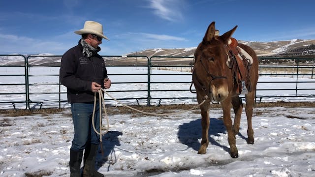 Everyday Mulemanship Challenge Week #...