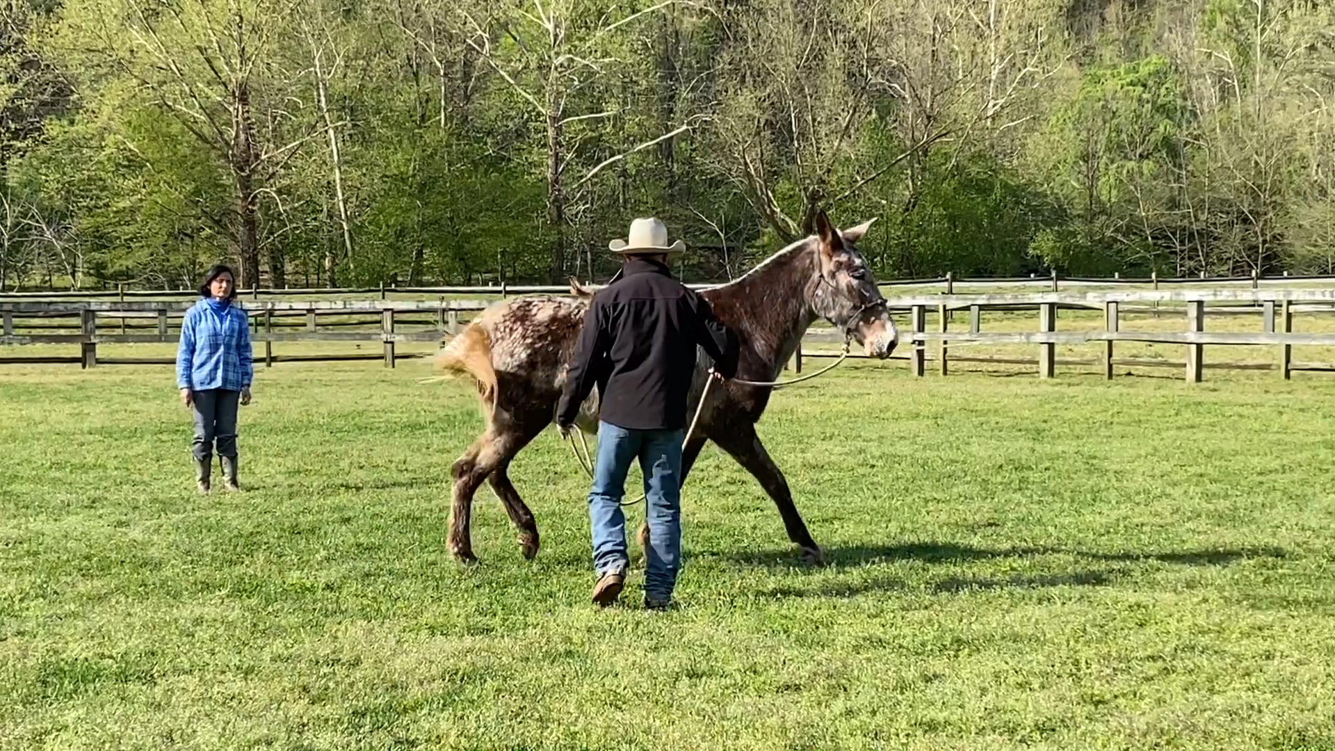 Ferguson, NC Foundation Mulemanship Class