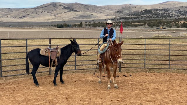 Flagging Colts From Your Saddle Mule