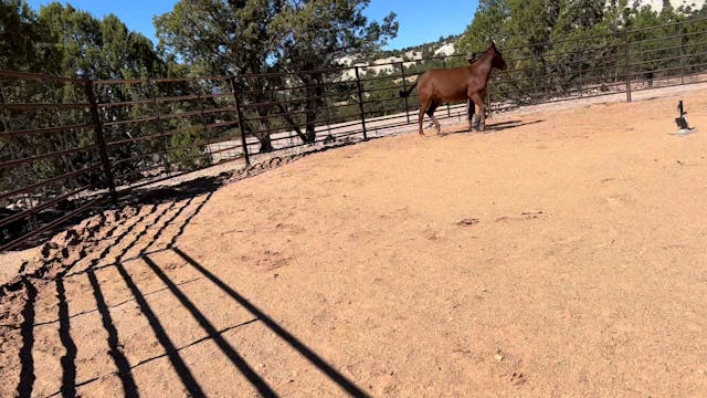 Helping a Colt Settle While Trimming