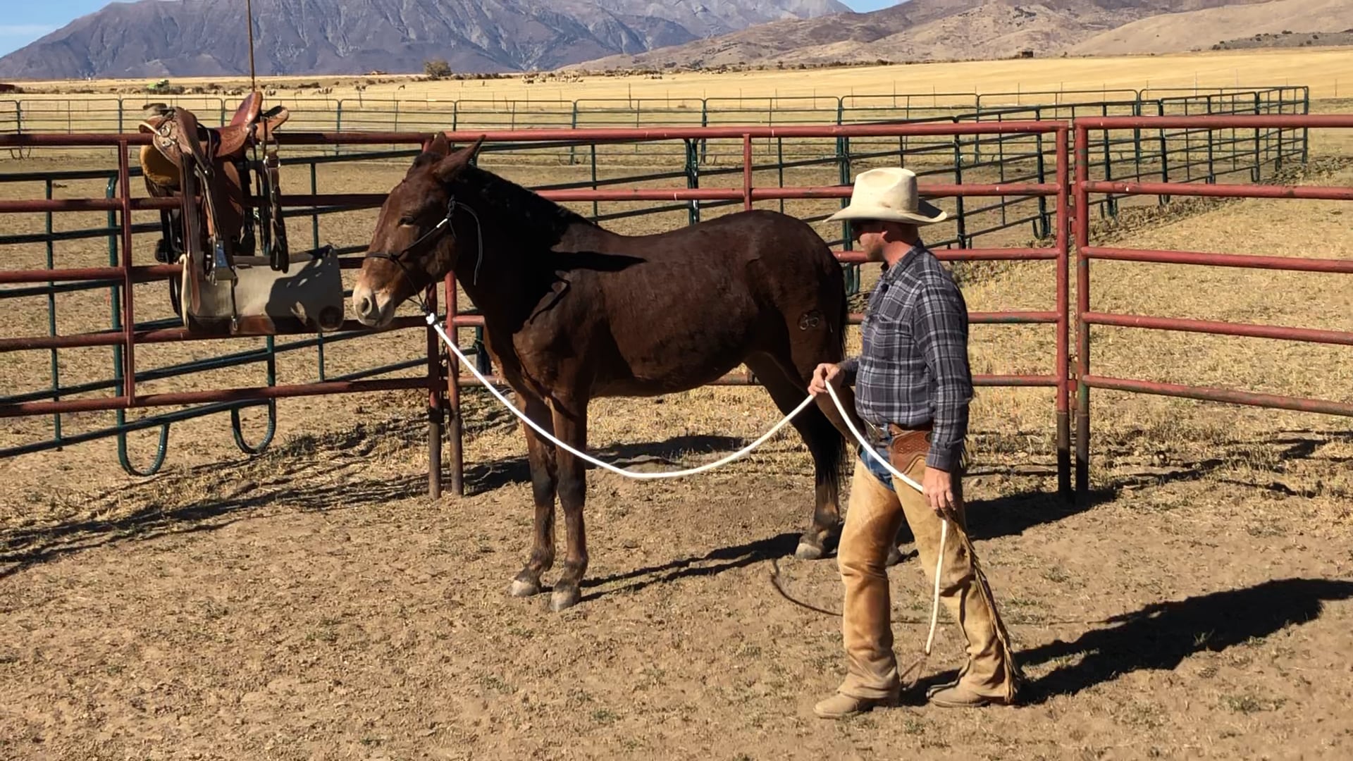 Groundwork with Mule “Salsa” Day 1 Part 2