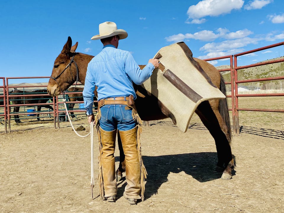 Browse Ty Evans Mulemanship