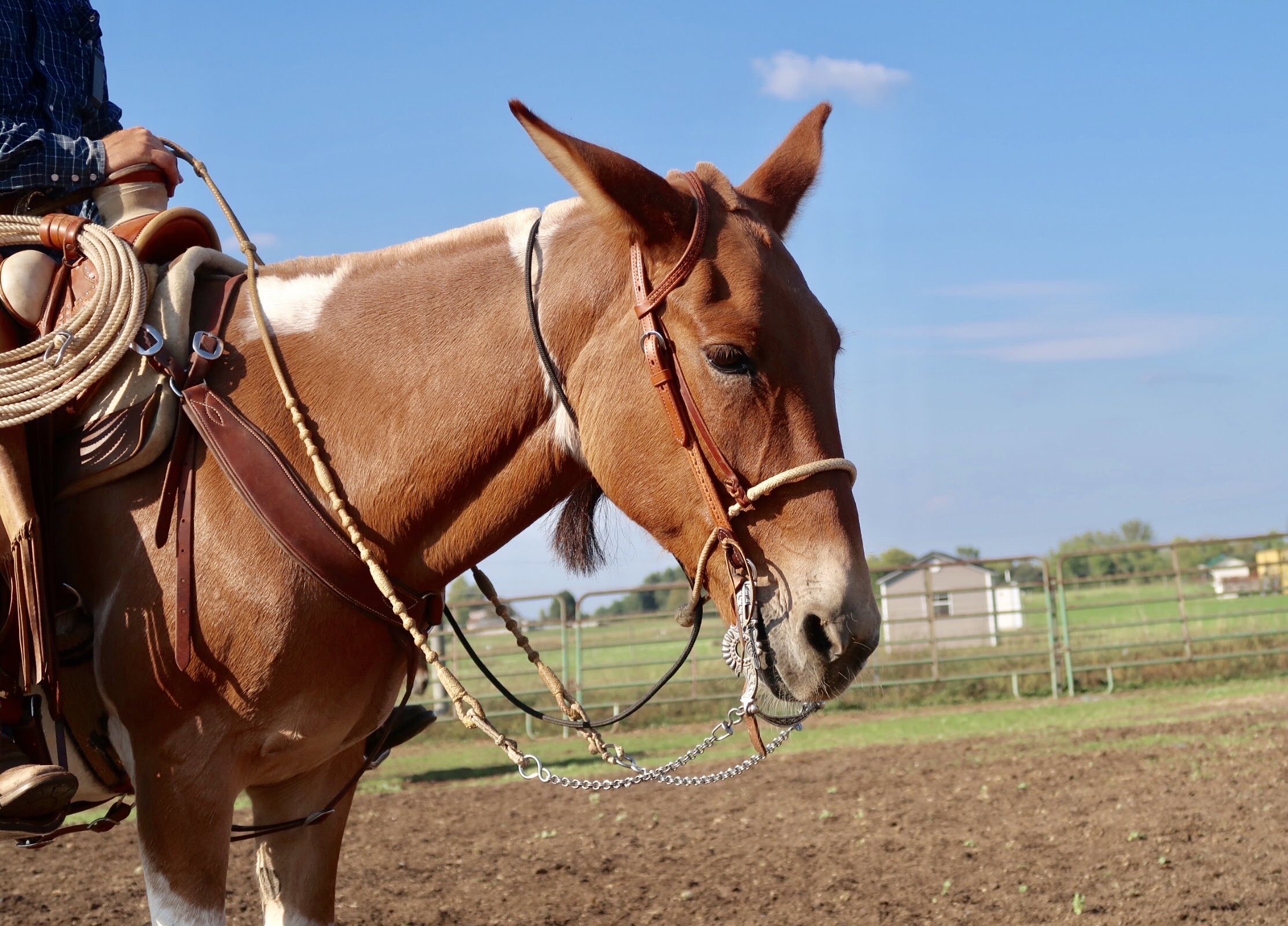 Everyday Mulemanship Challenge 2020