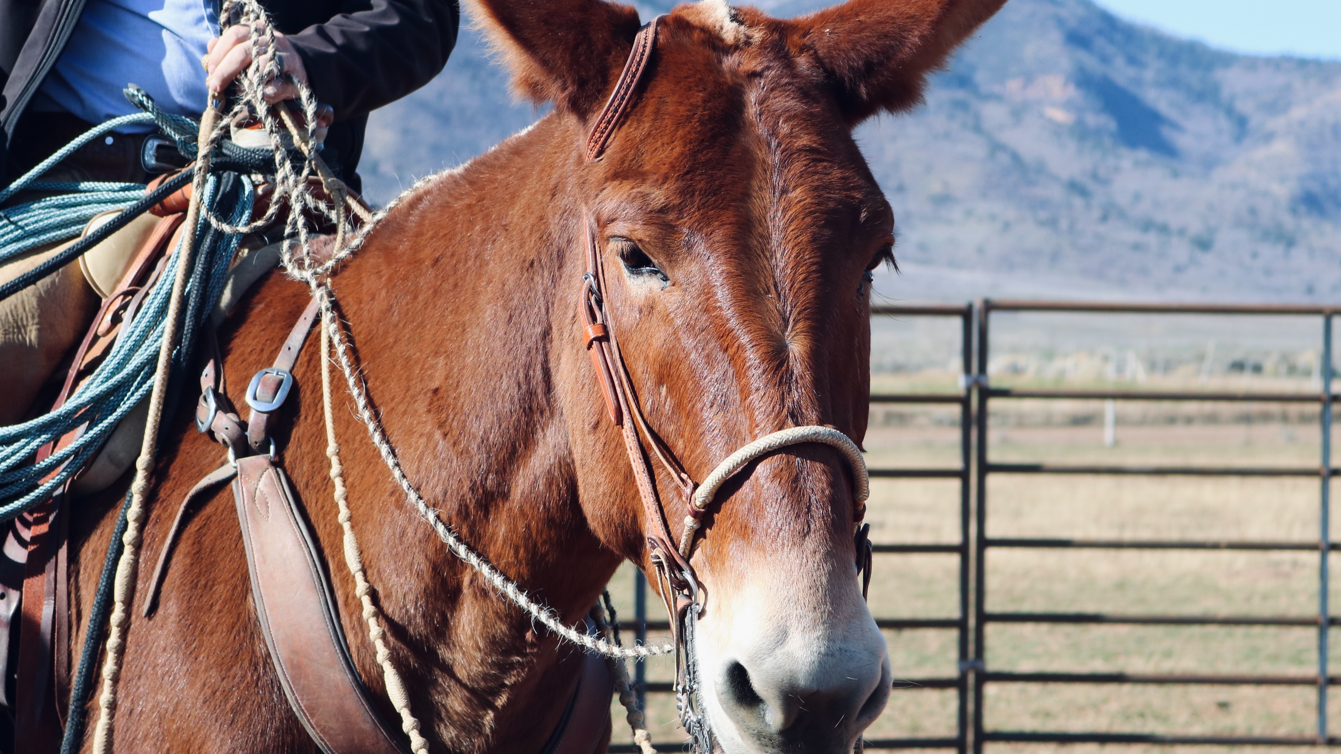 The TwoRein Ty Evans Mulemanship