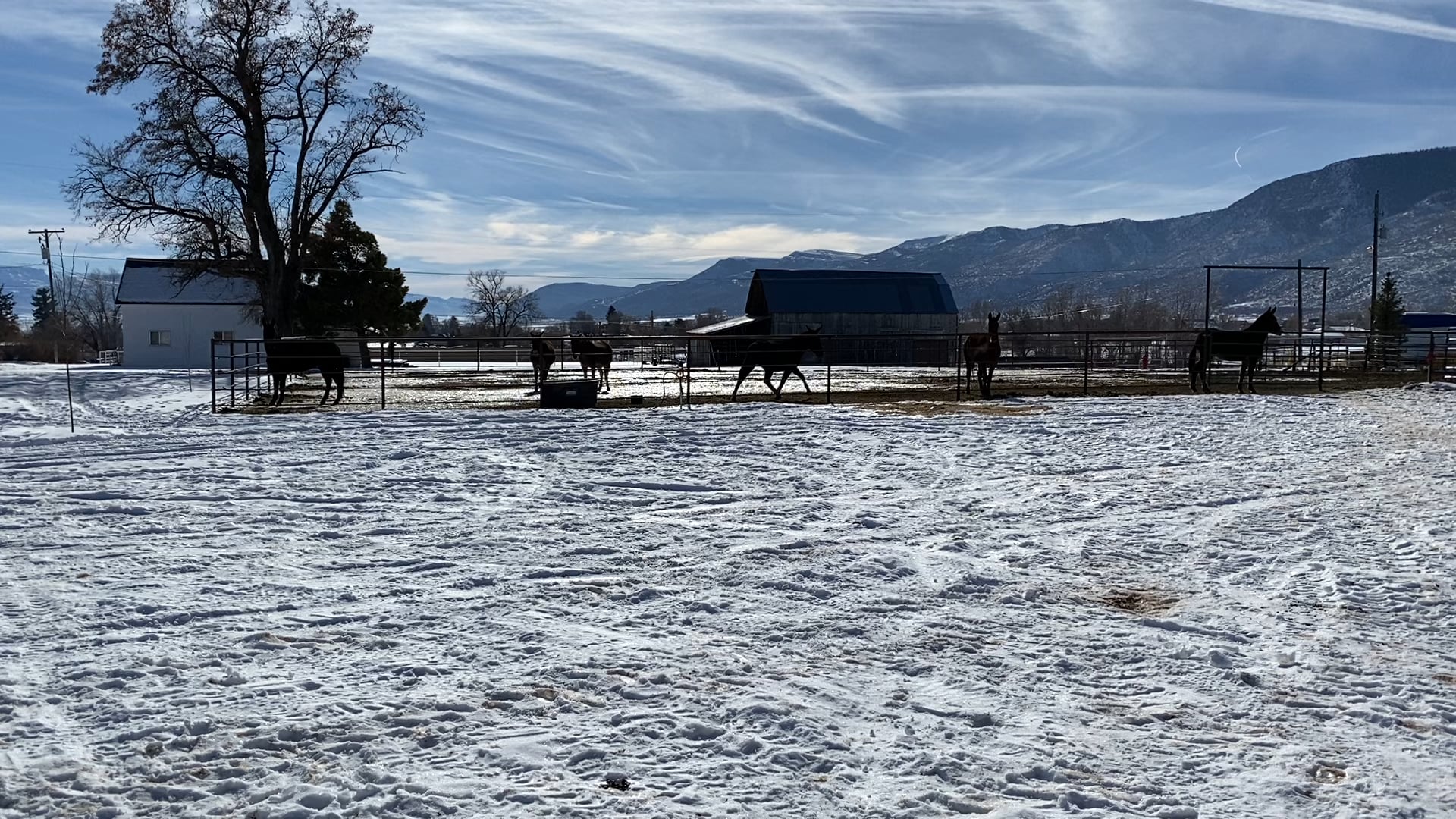 What does it mean when your mules run around and snorts?