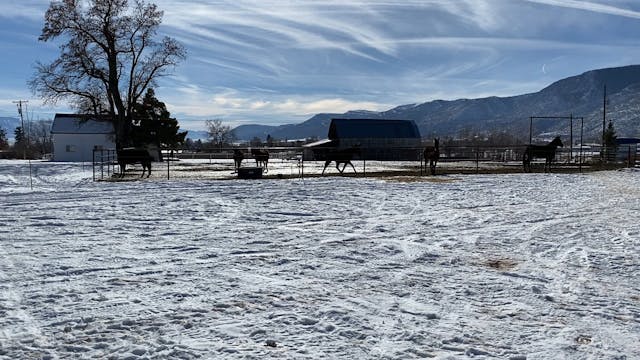 What does it mean when your mules run...