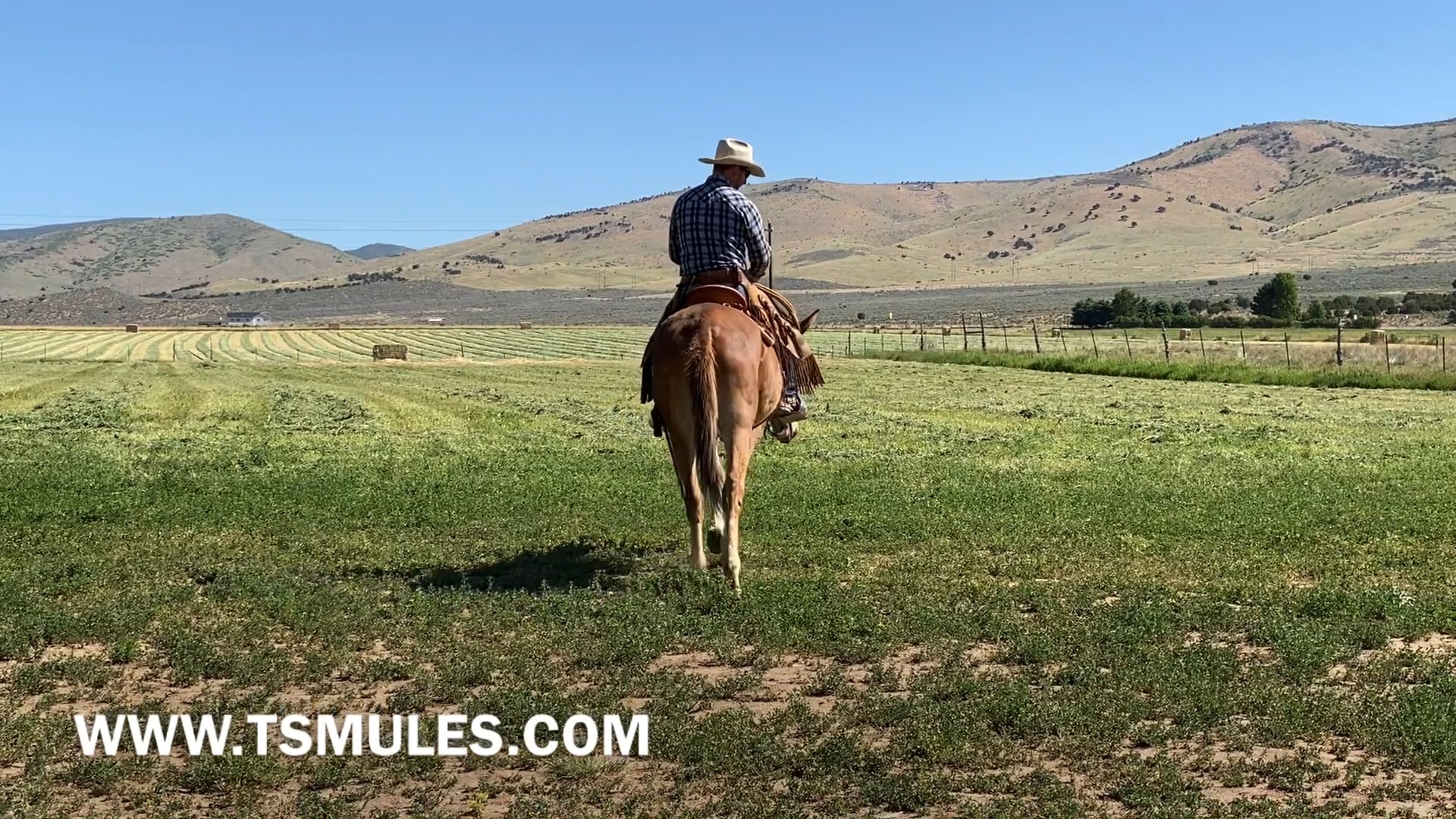 Everyday Mulemanship Challenge Week #25 “Leg-Yields”