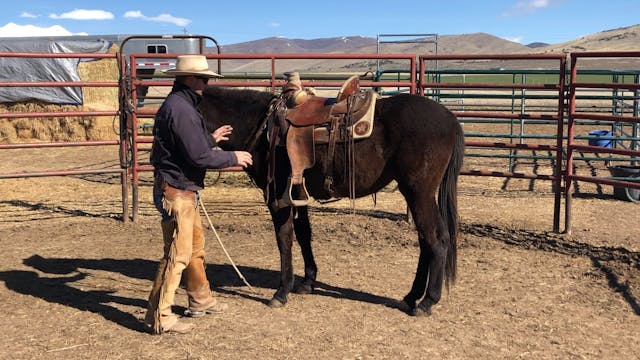 Lariat’s First Saddling 