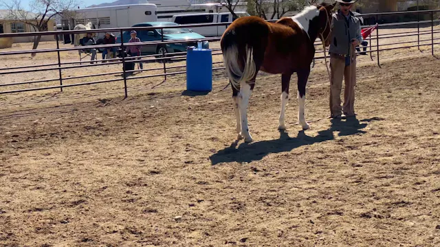 Ty Works With A Pushy Horse In Arizona 