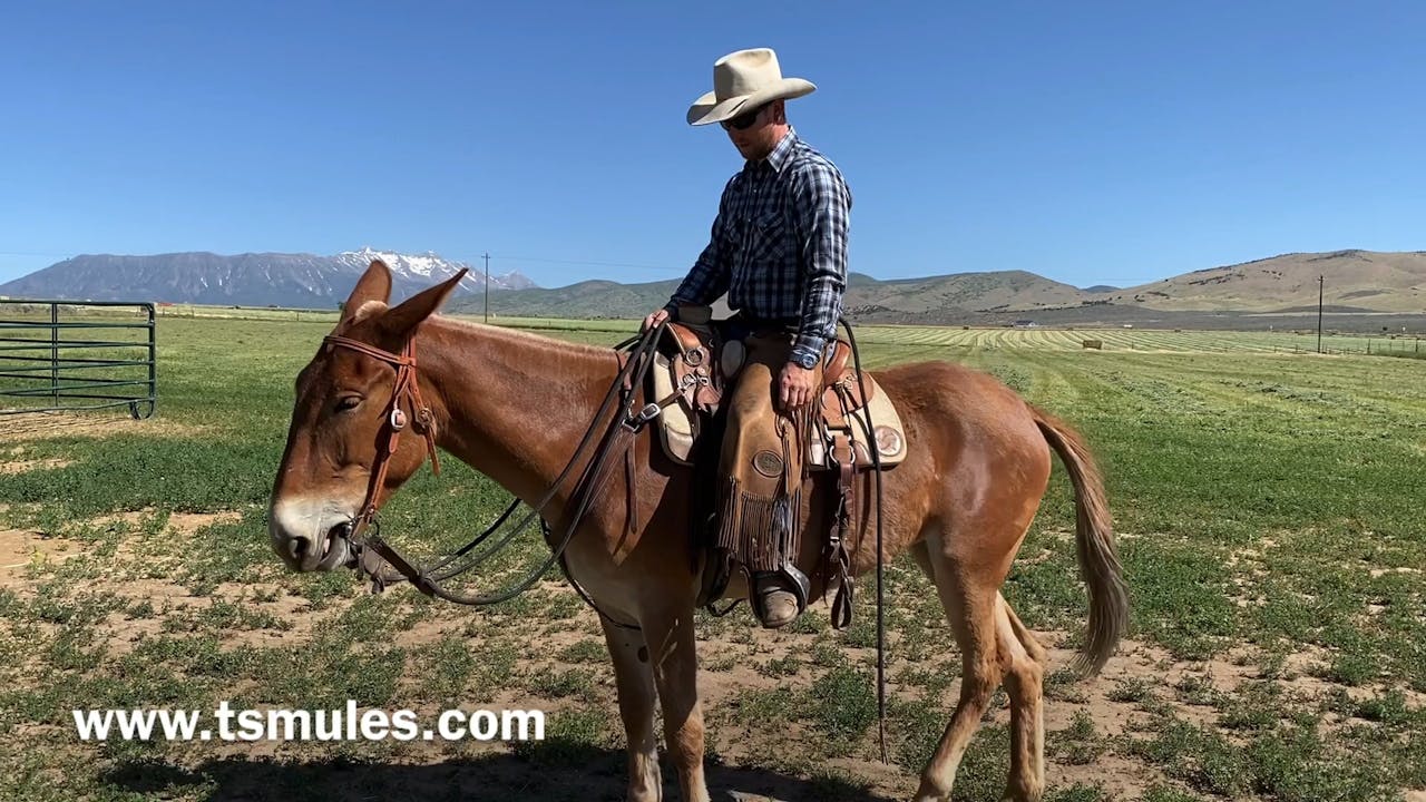 Everyday Mulemanship Challenge Week 24 “4Methods of Moving the Hind