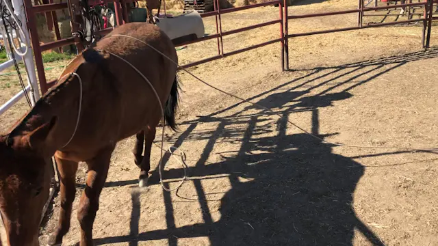 Rope Work with Yearling “Dally”
