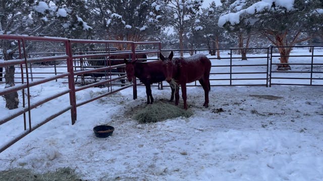 Introducing a Weanling To Another Mule