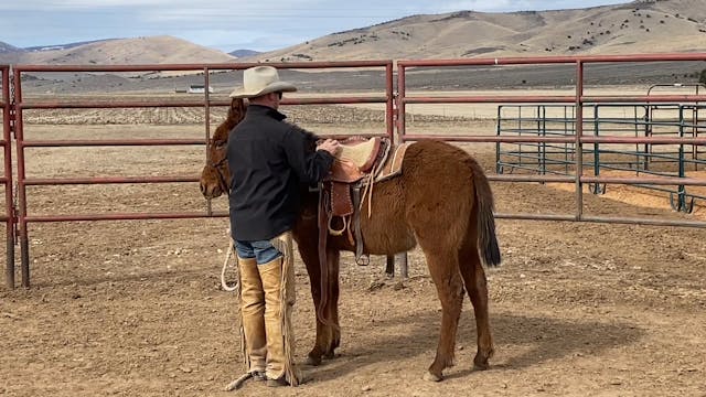 First Saddling for Weanling Bosalita