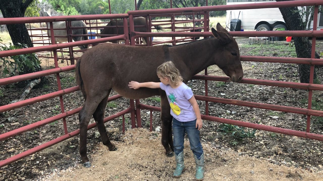 BONUS Ellie Introduces Baby Dally Ty Evans Mulemanship
