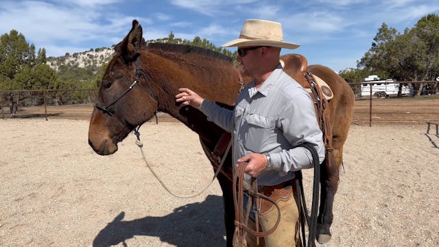 How To Bridle Ear Shy/Mouth Shy Mule