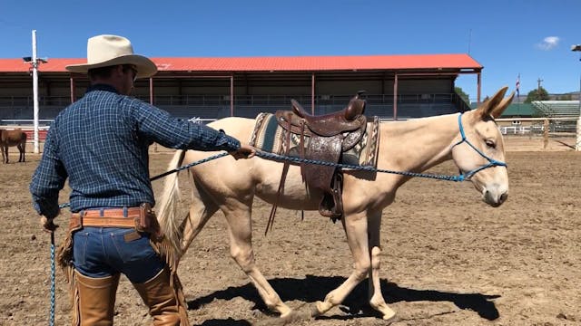 Ty Helps A Colt Through Some Groundwo...