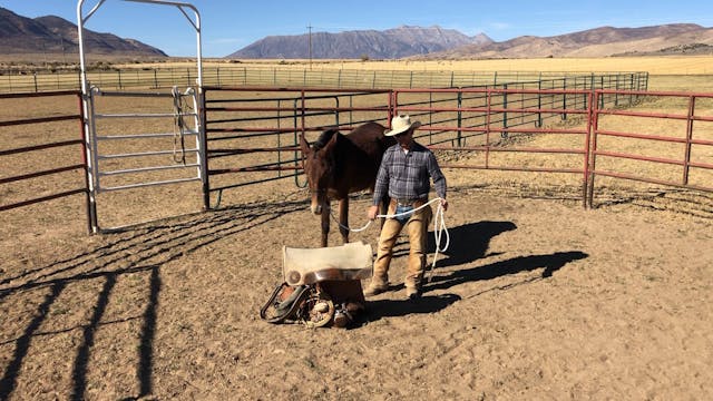 First time Saddling Mule “Salsa”