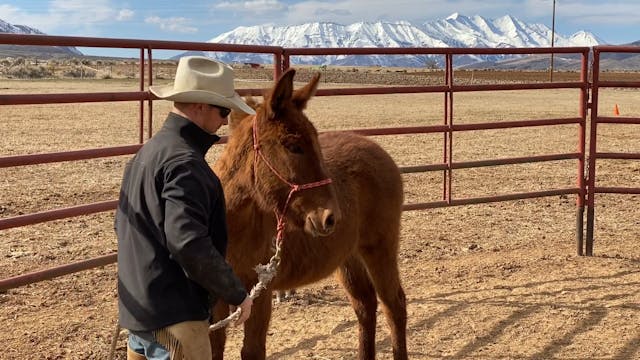 First Saddling for Yearling Spade