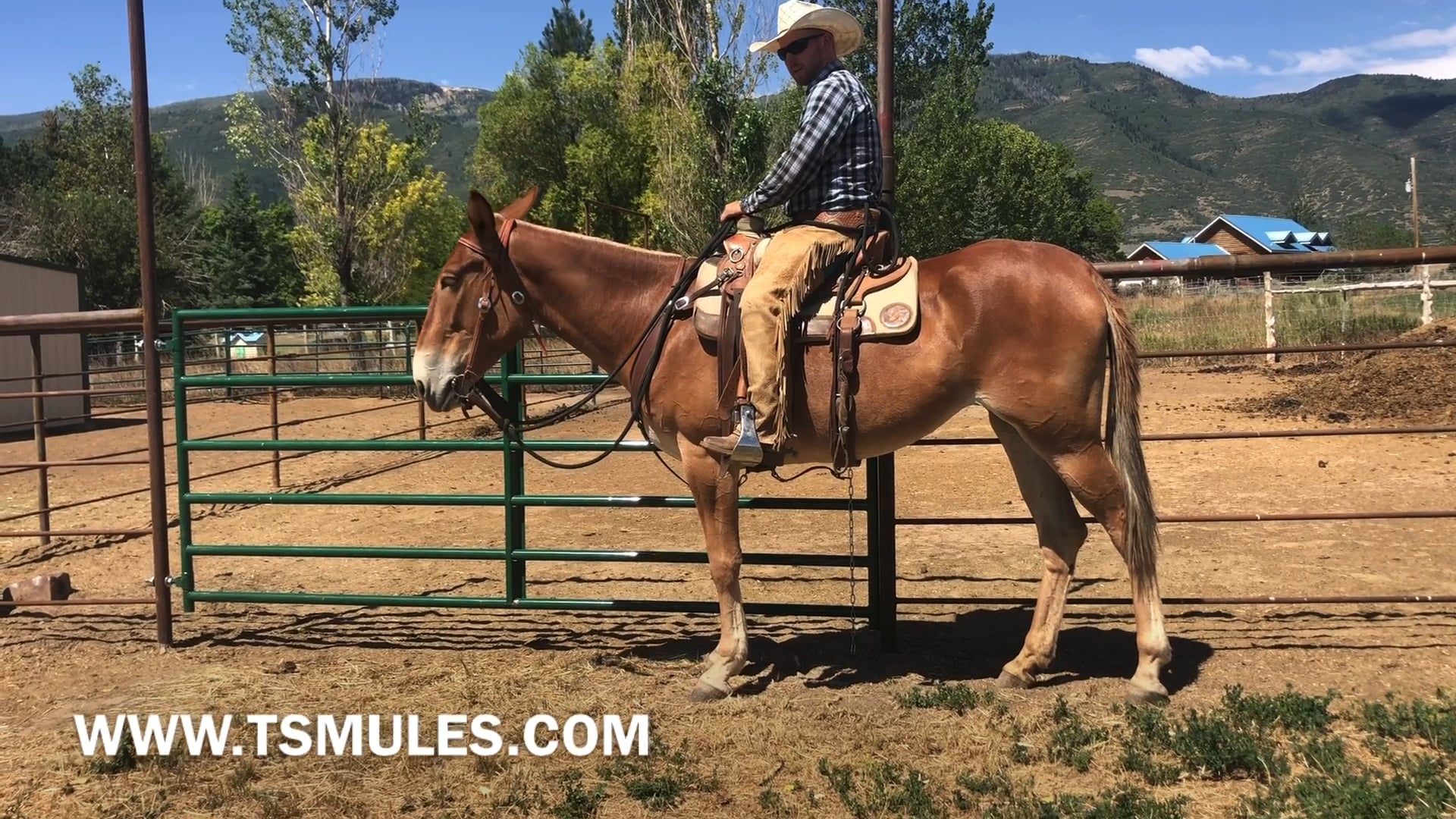 Everyday Mulemanship Challenge Week #31 “Opening a Gate”
