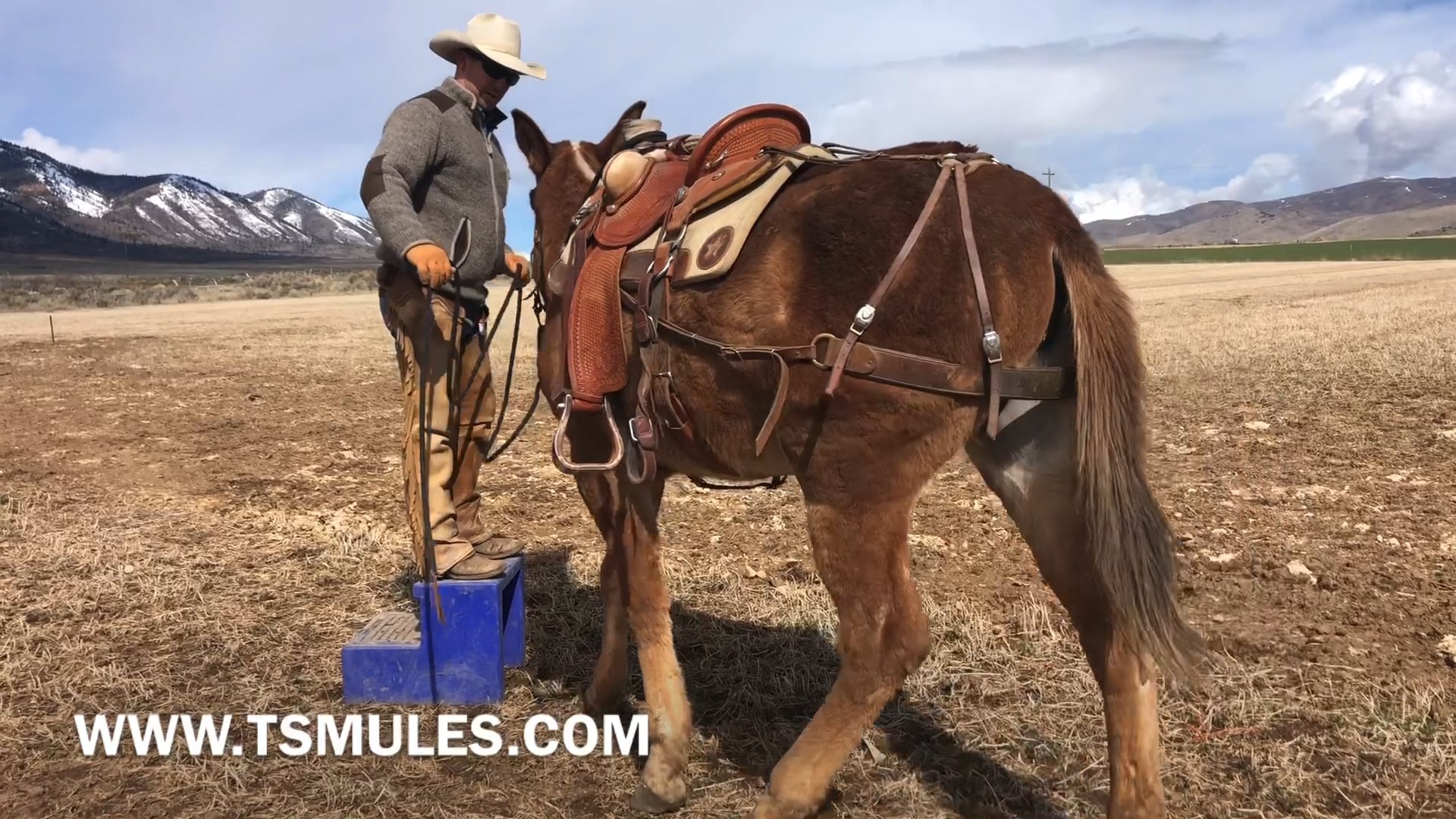 Everyday Mulemanship Challenge Week #13 “Standing still to mount”