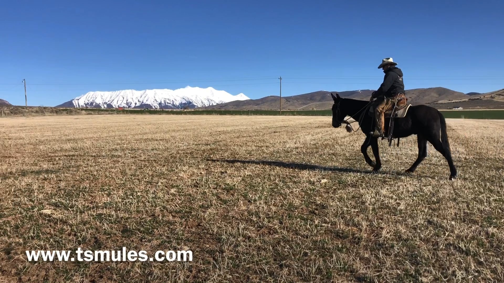 Everyday Mulemanship Challenge Week #14 “Keeping your mule Centered”