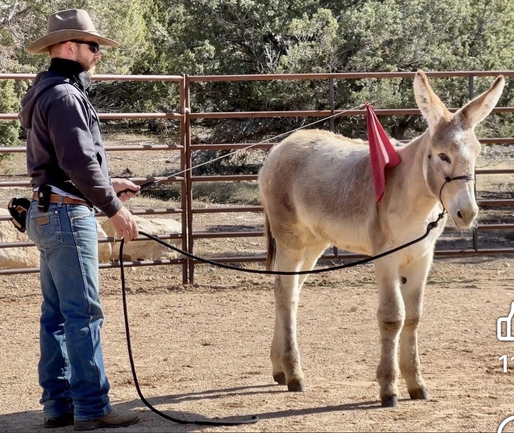 Donkey Diaries
