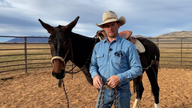 Hackamore Fit