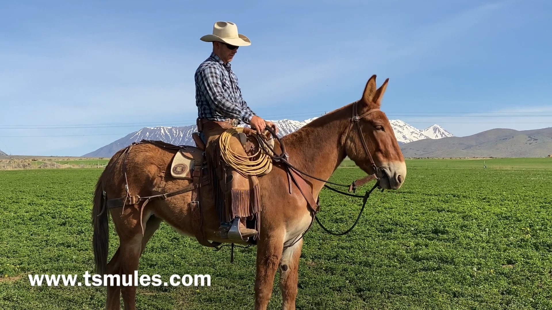 Everyday Mulemanship Challenge Week #19 “The Soft-Feel”
