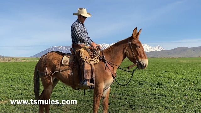 Everyday Mulemanship Challenge Week #...